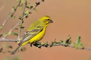 Indito: Un fallo judicial reconoci a siete canarios como sujetos de derechos