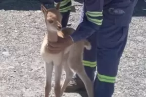 Rescatan una cr�a de vicu�a en el Paso San Francisco