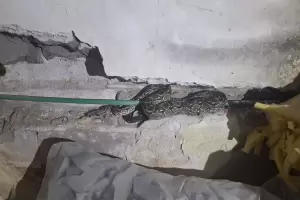 Limpiaba su casa y se encontr una lampalagua