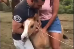 Imputaron por maltrato animal a la mujer que mont un potrillo