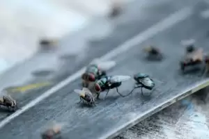 El truco simple con papel aluminio para ahuyentar las moscas rpido