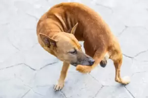 Por qu mi perro se muerde la cola y qu significa?