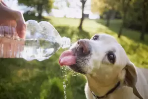 Ola de calor: Cmo cuidar a las mascotas de los golpes de calor?