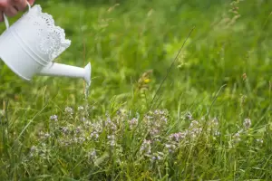 Cul es la hora perfecta para regar el csped y mantener un jardn verde todo el ao?