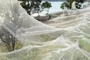 Lluvia de Araas en Catamarca