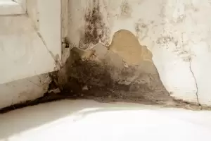 El truco de los pintores para quitar el moho de las paredes