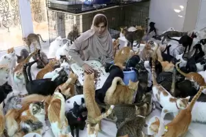 Qu significa que una persona tenga muchos gatos?, segn la psicologa