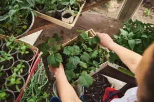 Cmo iniciar un huerto urbano desde cero