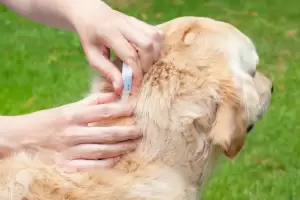 El truco casero para eliminar las garrapatas de tu mascota para siempre
