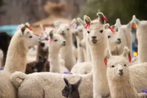 Feria de la Puna, trekking y trail running en la agenda de este finde