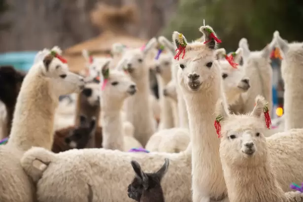 Extensi�n Universitaria: El conocimiento de la UNCA llega al coraz�n de la Puna