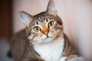 Cmo evitar que los gatos araen los sillones y los muebles?