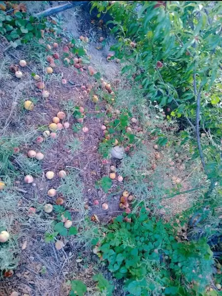 fiambala productores