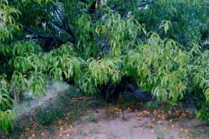 Productores fiambalenses denuncian prdidas en la produccin de durazno