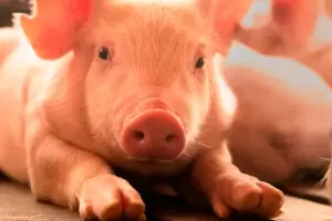 Detectan nuevo caso de un virus altamente contagioso en porcinos