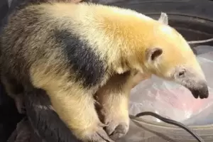 Rescatan a un oso melero en peligro de extincin en Tapso