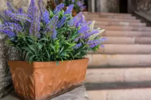 El truco para sembrar lavanda y tener flores en pocas semanas