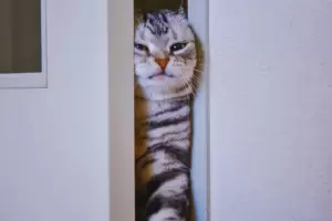 Por qu los gatos odian las puertas cerradas?