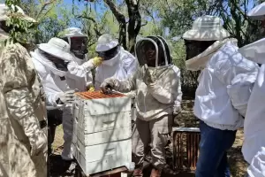 Sanidad ap�cola: actualizan el stock de colmenas en Catamarca
