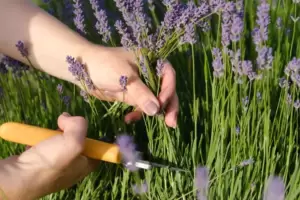 El truco para reproducir lavanda por esqueje y tener una planta repleta de flores