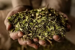 Milei limita al Instituto de la Yerba Mate y le prohbe intervenir en los precios del sector