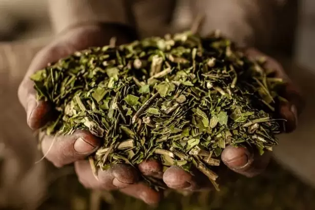 La yerba mate cerr� 2025 con fuerte crecimiento y exportaciones r�cord