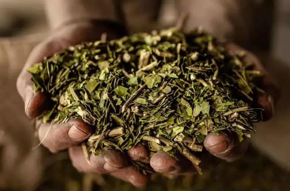 Yerba Mate