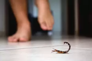 El eficaz truco para ahuyentar a los alacranes de tu casa durante el calor