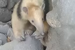 Rescatan dos osos melero en La Puerta