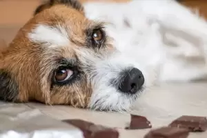 Licencia laboral por adoptar una mascota: una empresa hizo punta en Argentina