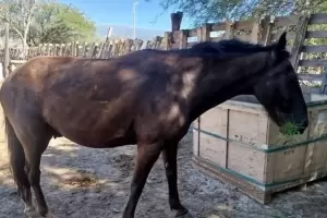 Secuestran animal suelto que atentaba contra la seguridad vial