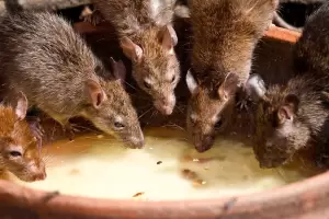El truco para echarlas de tu casa con un ingrediente de la cocina