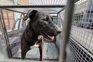 Una mujer fue detenida tras mantener relaciones sexuales con su perro en plena calle