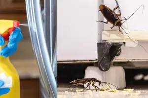 Cucarachas: el truco que jams falla para eliminar plaga de cucarachas de inmediato