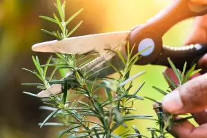 Cmo podar la planta de romero para que siga creciendo fuerte y sana?