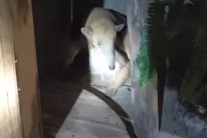 Rescatan un oso melero en cautiverio