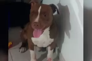 Un pitbull desfigur a una mujer de 72 aos y est grave