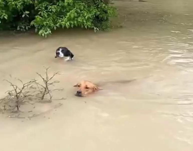 inundaciones chaco salteo