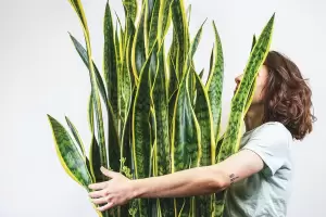 No es para decorar: para qu sirve poner una cinta roja en la lengua de suegra