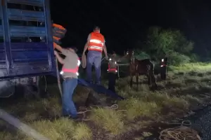 Ruta Nacional 60: secuestran animales sueltos