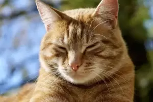 Qu significa que tu gato te mire con los ojos entrecerrados?