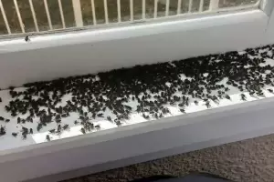 La planta que nunca debes tener en el interior de tu casa si no quieres tener plagas