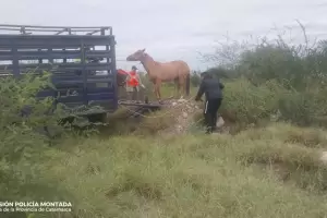 Secuestran un animal suelto en Valle Chico