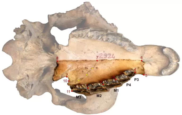 Descubrieron un mamfero que habit Catamarca hace 18 millones de aos
