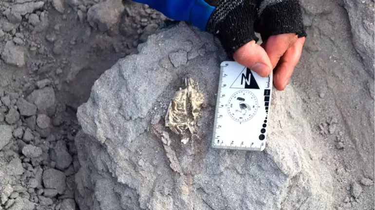 Descubrieron un mamfero que habit Catamarca hace 18 millones de aos