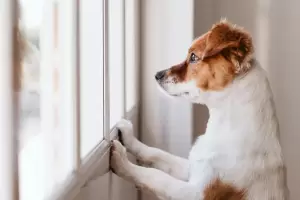 El efectivo truco con el que puedes disminuir la ansiedad en tu perro