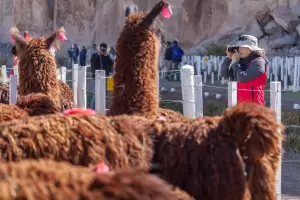 Se viene la Cosecha de Luna Llena, la Sealada y turismo religioso