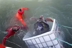 La emocionante liberaci�n del tortugo Jorge tras 40 a�os de cautiverio