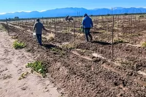 Siembran mostaza y avena en la parcela demostrativa en Tinogasta