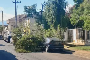 Culpa del viento?: rbol cay sobre un auto en la Capital